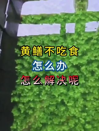 #黄鳝 #黄鳝养殖 #鳝鱼 #鳝鱼王 #野生黄鳝