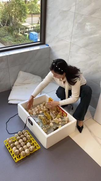 #人工孵化 出壳清理干净以后,直接放种蛋继续下一批孵化#孵化 #在家孵蛋 #孵蛋养成计划 #水床孵化器