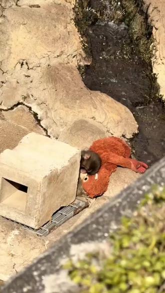 #Repost
🐒小猴子Panchi君
自出生不久便失去了母親,未真正感受依偎的溫度,幸好牠遇上了願意守護他的飼養員💗從餵奶、保暖,到日夜陪伴,對Panchi君而言,飼養員不只是照顧者,更像是填補了母愛空缺的存在💖後來園方希望Panchi君學習真正的猴群生活,把牠帶回同伴之中,只是從小缺乏與同類相處的經驗,讓Panchi君在群體裡顯得小心翼翼,為了減輕他的不安,飼養員特地準備了一隻猴子玩偶,讓Panchi君在陌生環境中也能抱著熟悉的安全感💕或許成長的路不容易,但在那份溫柔守護下,Panchi君並不是孤單前行❣️希望未來的日子裡,Panchi君能在記憶中的溫暖陪伴下,慢慢找到屬於自己的位置💛