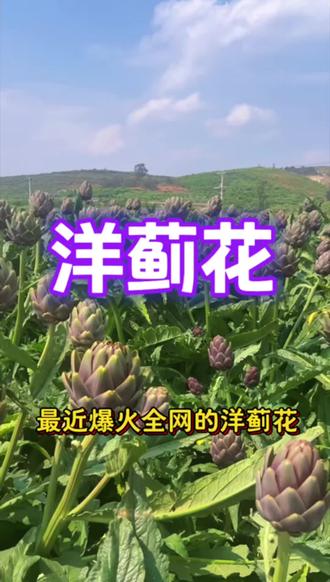 不追逐大众繁花
独爱洋蓟的清冷与高级
层层包裹的姿态
藏着低调的富贵与温柔#花与生活#洋蓟#鲜切花#小众花材