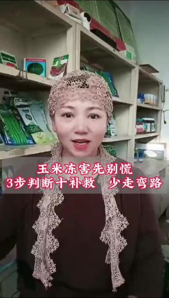 #同城上热门话题 玉米冻苗能不能活,就看这一步#农资实体店#农资推荐