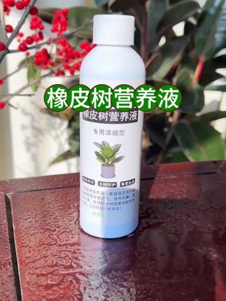 橡皮树很贪吃你知道吗?光浇自来水肯定不行。#橡皮树 #橡皮树营养液 #橡皮树怎么养才能更旺盛 #橡皮树养护 #橡皮树专用