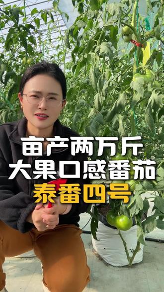 亩产两万斤 大果口感 泰番4307#西红柿种植 #番茄种植 #口感西红柿 #高产品种 #泰山番茄创新研究院