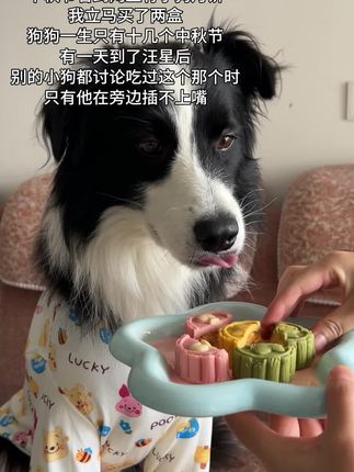 别的小狗有的你也得有#狗狗 #狗狗是宠物更是家人 #宠物月饼