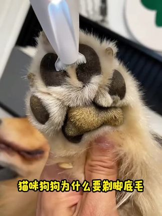 狗狗和猫咪一定要定期清理脚底毛,要不然很容易藏污纳垢。#强烈推荐 #剃须刀 #好东西一起分享 #电动修毛器