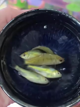 ✨条纹小精灵惊喜亮相!为鱼缸注入全新活力~ 独特天然水墨纹路,游弋间金红银白光影流转,宛如水中跃动的艺术画卷~ 堪称淡水观赏鱼界“省心标兵”:适应较广水温,对溶氧量和水质要求友好,特别适合初次养鱼的朋友~ 日常喂养不繁琐,普通鱼饲料即可满足需求,天性喜欢群游互动~ 无论是造景精致的生态缸,还是简洁的裸缸,它们成群穿梭的身影都能营造治愈氛围,让鱼缸鲜活起来~ 把这份灵动与惬意带回家,开启轻松愉悦的养鱼时光~ #养鱼日常 #水族好物 #新手养鱼指南 #观赏鱼推荐 #鱼缸新宠
