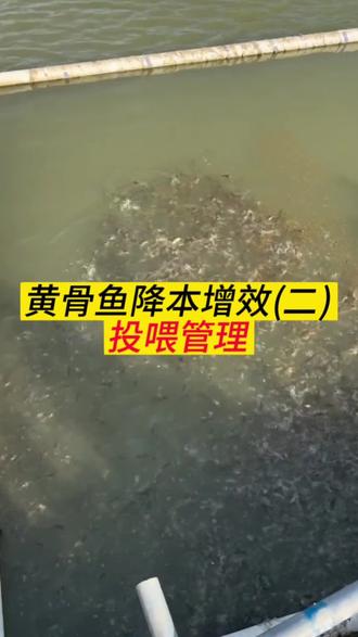 黄骨鱼养殖#黄骨鱼 #黄骨鱼养殖技术 #黄骨鱼投喂