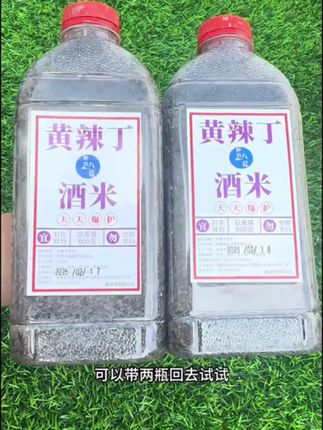 #黄辣丁酒米 #黄辣丁窝料 #黄辣丁 #钓黄辣丁 #野钓黄辣丁