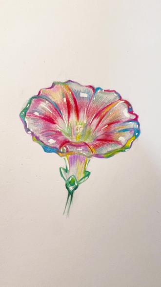 用彩铅画一个透亮鲜艳的玻璃牵牛花 #画画 #画画我是认真的
