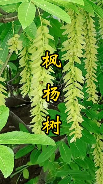 #植物科普小知识 #认识植物 #江南意象 #你们家乡有这种植物吗 满载江南意象的枫杨树
枫杨树是江南河岸的典型意象。因其种子形似元宝,别称“招财树”。胡桃科枫杨属落叶高大乔木,可达30米;树皮灰褐色,纵裂,老树皮呈不规则剥落。 叶片羽状复叶,小叶9-25枚,长椭圆形,边缘有细锯齿;叶轴具窄翅(翼)。单性花,雌雄同株;像毛毛虫一样的柔荑花序下垂,春季开花,黄绿色,无明显花瓣。 果实具两片翅状苞片,形似“小翅膀”,成熟后随风飘散,便于传播。是湿地绿化与生态修复的重要树种,兼具实用价值与自然美感。
生长习性:①适应性极强:耐水湿、耐轻度盐碱,常见于河岸、溪边、低洼湿地,有“河岸卫士”之称。②生长迅速:幼树年生长量可达1-2米,寿命较长(可达百年以上)。③喜光亦耐阴: 幼苗期耐阴,成树喜充足光照。④抗逆性:耐短期涝渍,对城市污染(如二氧化硫)有一定抗性。
繁殖与栽培:①繁殖方式:主要通过种子繁殖(秋季采种,春季播种),也可扦插或分蘖。②栽培要点:宜选择湿润肥沃的土壤,幼苗期需适当遮荫;移栽易成活,管理粗放。
#了解更多植物
