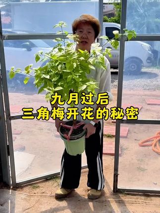 九月份以后,三角梅开花的秘密你知道是什么吗#分享家庭养花知识 #家庭养花 #三角梅 #花卉绿植