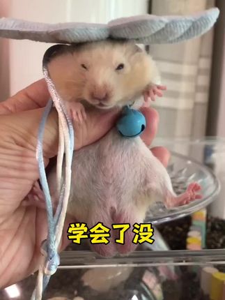 跟邪修学戴溜鼠绳👏 一点都不难❗️#溜鼠 #溜鼠绳 #仓鼠牵引绳 #仓鼠牵引绳的戴法 #在抖音入手的好东西