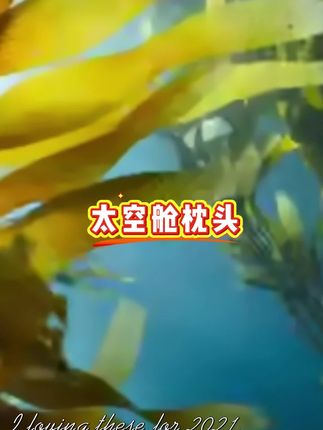 #枕头 #枕芯 #太空舱枕头