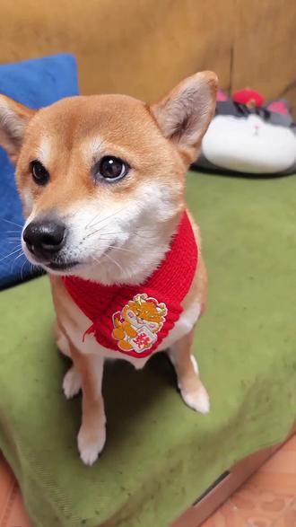 正式进入过年阶段,放开了吃放开了玩,有什么事年后再说。#萌宠过大年 #狗 #柴犬 #贰吉