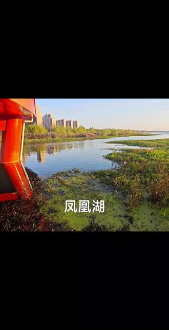 凤凰湖探钓之鲫鱼冲到岸上来咬脚