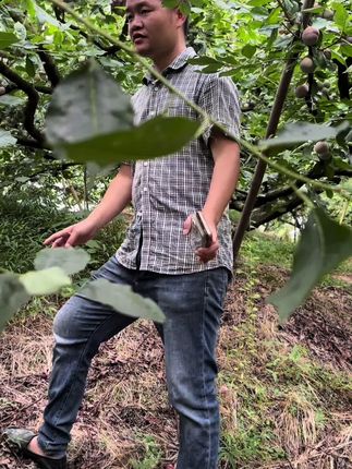 芙蓉 李开始了
