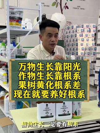 果园出现黄化树,小老树,根系霉烂。 弱树。都能改善!!认准柑橘动力生根转绿方案!