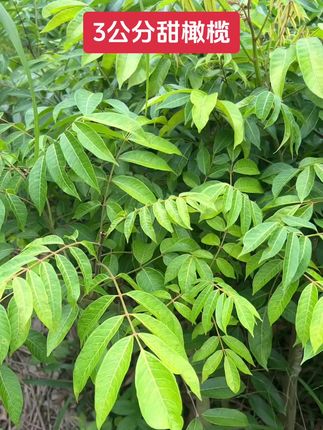 广西甜橄榄,棒棒糖树形#植物种植 #农业种植 #果树苗 #种植知识 #果苗供应
