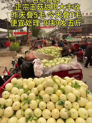 正宗玉菇甜瓜,脆甜多汁#玉菇甜瓜 #甜瓜 #嘎嘎好吃 #好吃不贵经济实惠 #超便宜超划算
