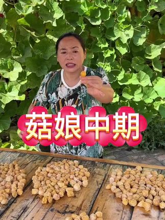 菇娘果采摘已经到了中期季节,想吃的抓紧囤,发货倒计时了#优质农产品 #抖音助农 #创作者激励计划 #无限回购的宝藏单品 #新鲜采摘