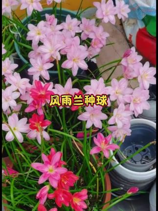 风雨兰种球 #风雨兰 名副其实,风雨之后绽放得更加灿烂夺目。种植它也比较简单,不挑剔环境也不挑土壤,一年四季皆可栽培。多个品种的颜色可供选择,喜爱它的你不妨也尝试养上几株吧!随着时间的推移,种球会越来越多,一次种植便可年复一年欣赏到美丽的花朵。#好看的花一定要分享給你 #养花小知识 #家庭养花