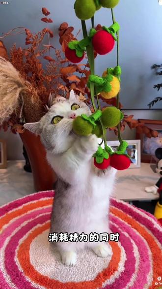 毛孩子超爱玩就算了,颜值还这么高,放在家里都跟装饰品一样了~#猫咪 #养猫人 #铲屎官的乐趣 #猫咪的迷惑行为 #猫玩具