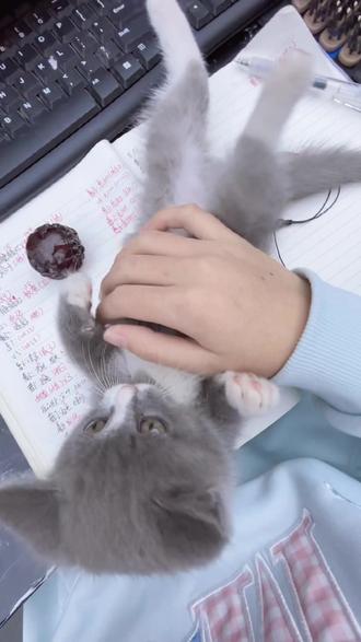 好可爱的猫猫虫^ω^