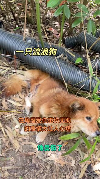回家路上无意间听到狗叫声树林发现受了重伤小黄狗我行动救流浪 #受伤流浪狗救助 #流浪狗救助 #角落发现流浪狗 #宠物 #万物皆有灵性