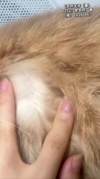 不能给猫咪驱虫,我建议你直接扔掉,不好用随时退#优士#呋虫胺#杀虫剂#科学养宠攻略#除虫小能手