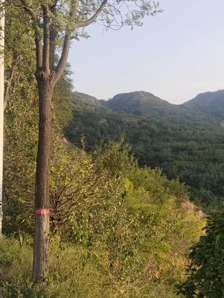 #上热门 #大山深处自然美山清水秀好风光 #大自然的美丽风景