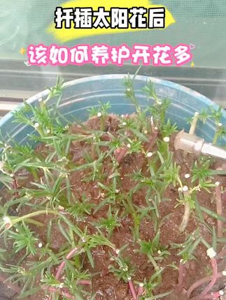 想让太阳花株型饱满、开花多,就得给它多修剪,施点水溶肥能让枝条长得更粗壮#太阳花 #养花小知识 #花卉绿植 @抖音媒体内容优推官 @抖音创作小助手 @抖音小助手