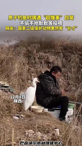 男子钓鱼时偶遇“超懂事”白鹭,不偷不抢默默等投喂,网友:国家二级保护动物果然有“分寸” #人与动物和谐共处 #万物皆有灵性 #神奇动物在这里 #国家二级保护动物