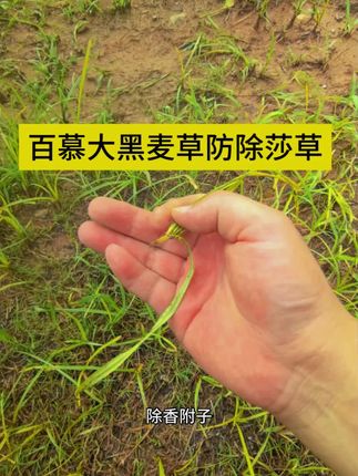 #园林绿化 #绿化养护百慕大黑麦草防除莎草