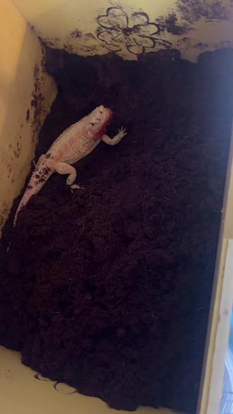 解压挖呀挖呀挖
繁殖季节 陆续产蛋
#鬃狮蜥 #爬宠 #下蛋