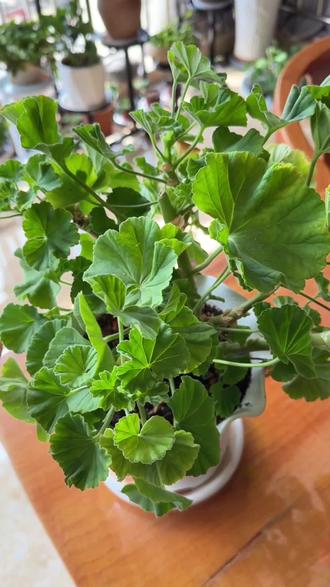 来啦来啦,你们要的天竺葵修剪视频来啦🌸#爱生活爱养花 #天竺葵 #天竺葵修剪 #养花我是认真的