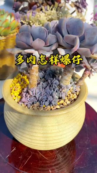多肉想让它单头变多头,光杆爆满侧芽,给它用优芽素#盆栽 #多肉 #多肉植物 #多肉养护 #多肉繁殖