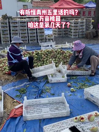 摘不完根本支持不完,认知真的局限住了太多人,加油干吧。#青州蜜桃 #应季水果 #优质农产品 #抖音推广 #快来一起尝个鲜