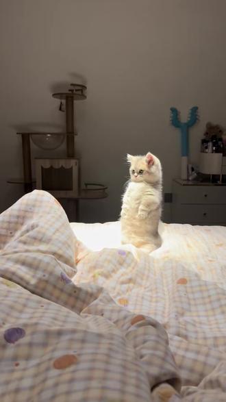 猫咪知识#宠物 #宠物知识 #猫咪 #猫咪的迷惑行为