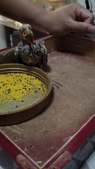 #可爱鹦鹉“饿治”不管用?3个心理战术,让挑食小鸡主动吃滋养丸!
#鹦鹉小白 #玄凤日常 #玄凤0天手养