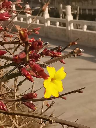 迎春花,木犀科素馨属。由于在百花中最先开放,花后百花齐放,春天到来,有春天的使者之称,由此得名。花冠向上(区别于连翘的花冦向下),高脚碟状,花瓣通常6片(区别于连翘的4片),先花后叶。枝条细长柔软,先端拱形下垂(区别于连翘的枝条直立向上)。幼枝呈四棱形。叶为三出复叶