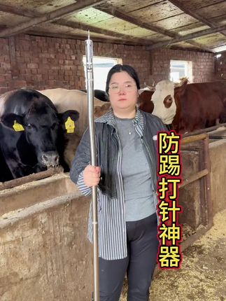 防踢打针神器#三农养殖 #养牛技术