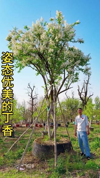姿态优美的丁香花#丁香花 #别墅庭院植物 #庭院景观 #景观树