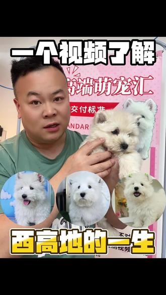 一个视频了解西高地的一生!#西高地 #毛孩子 #萌宠 #萌宠出道计划