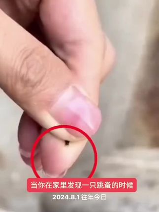 #跳蚤#灭跳蚤#跳蚤药