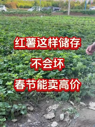 #红薯 #红薯高产 #红薯储存#红薯保鲜剂
