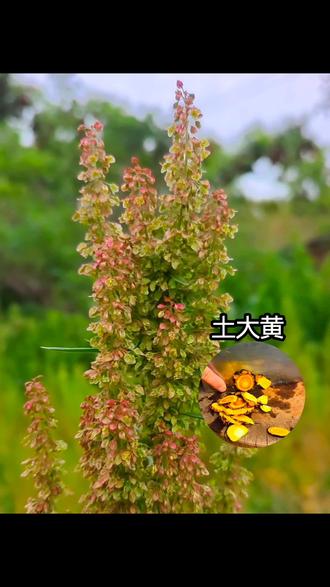 土大黄根部的妙用 #植物科普#土大黄#牛舌头