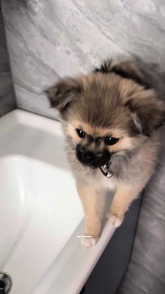 #萌宠也来跳禅者行脚舞了 真的是自愿的,它跳的很开心#小狗狗能有什么坏心眼呢 #狗狗🐶