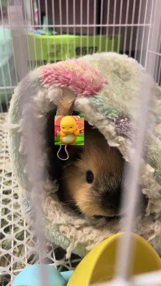 #萌宠物宠物 可爱瞬间可爱捏