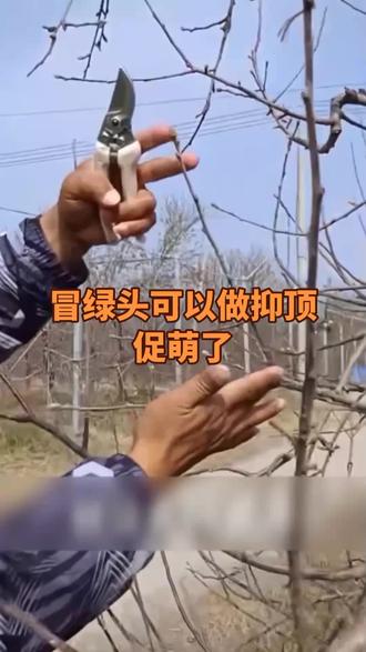 冒绿头可以做抑顶促萌了,你学会了吗?#苹果树全年管理 #抑顶促萌 #抖音助农