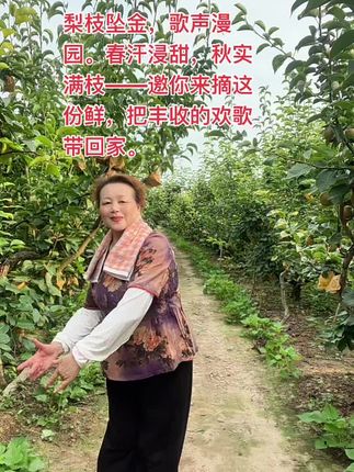 百里洲砂梨热卖中 #三农#优质农产品 #百里洲砂梨 #现摘现发@梅花(直播1点半) 带货